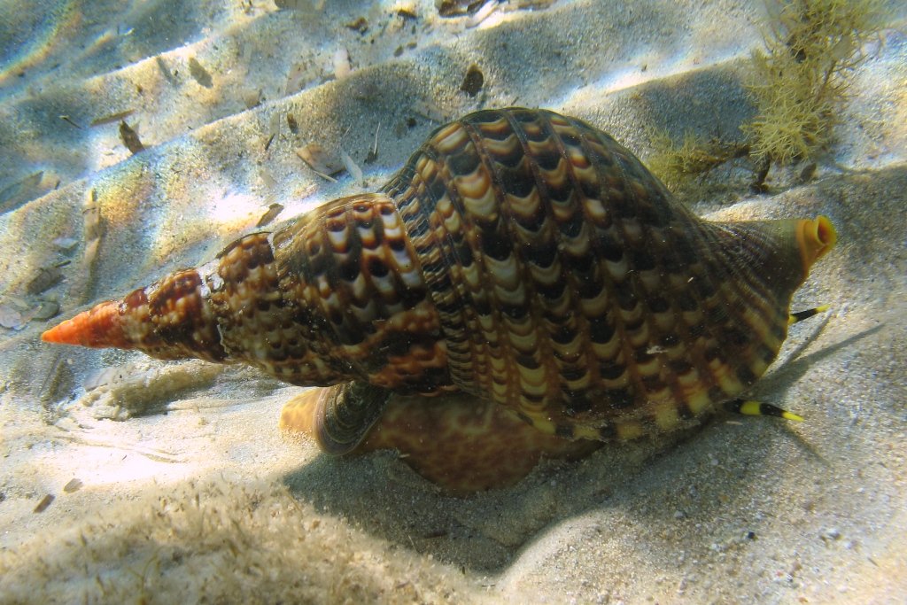 Charonia variegata (Lamarck, 1816)